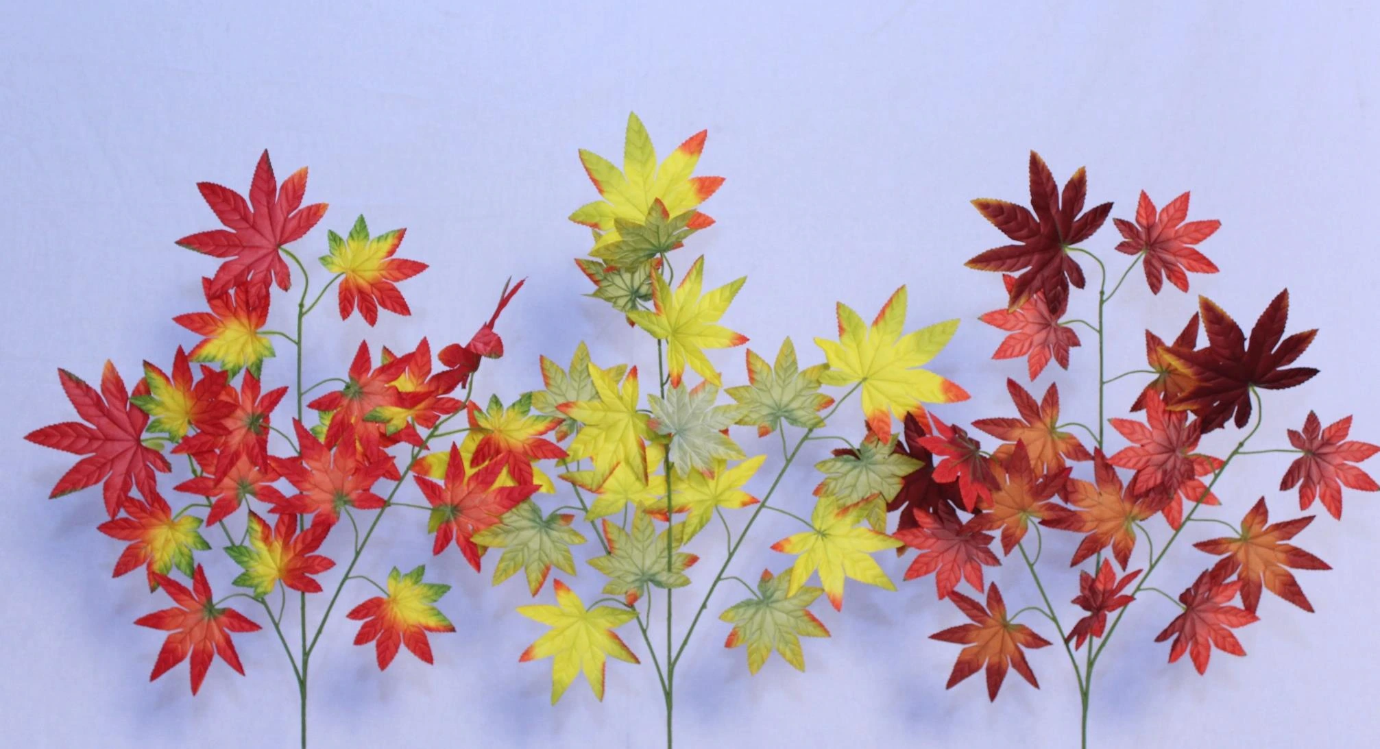 Maple Leaf